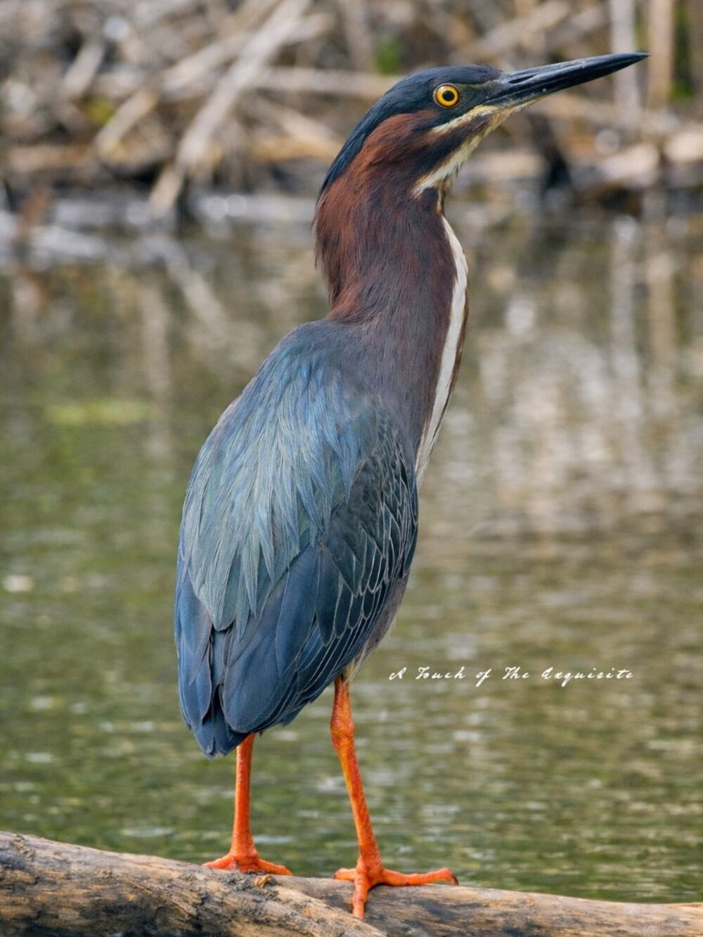 Green Heron Wildlife Photography Print 8x10 Bird Wall Art Nature Decor Gift